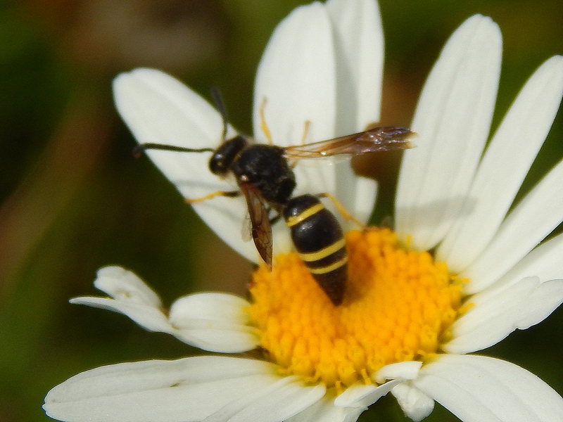 Vespidae Eumeninae: Ancistrocerus cfr. trifasciatus